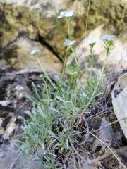 Eritrichium pauciflorum
