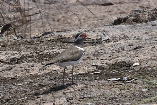 Forbes's Plover