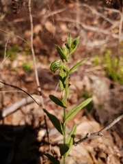 Pterostylis vittata
