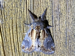 Notodonta scitipennis