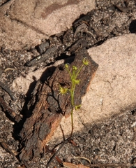 Drosera modesta