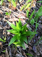 Lilium debile