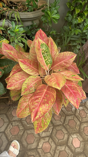 Aglaonema observed 2026-10-03