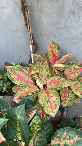 Aglaonema observed 2026-10-03