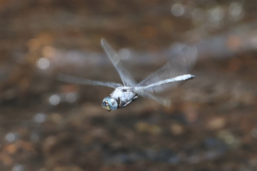Blue Cascader