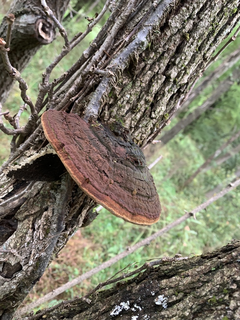 Cracked Cap Polypore · October 2026 · photo: Photo: (c) Senna Bryce Robeson, some rights reserved (CC BY) · iNaturalist