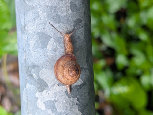 Bradybaena similaris observed 2026-09-26