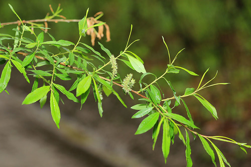 Subespecies Salix udensis siuzevii · iNaturalist Mexico