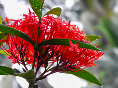 Ixora coccinea
