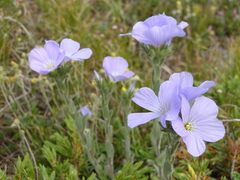 Linum lanuginosum