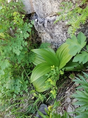 Veratrum nigrum