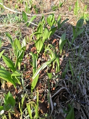 Allium ochotense