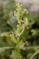 Scrophularia scopolii