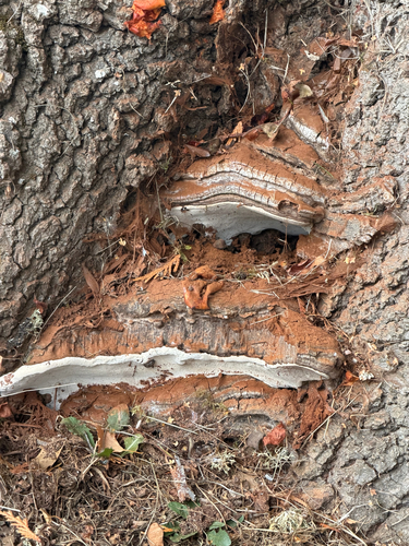 Ganoderma brownii