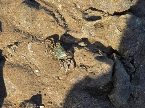 Metopograpsus frontalis observed 2026-10-03