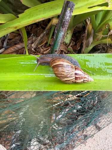Lissachatina fulica observed 2026-10-02