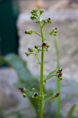 Scrophularia scopolii