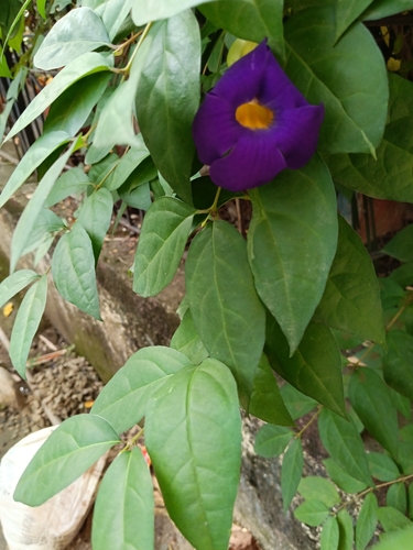 Thunbergia erecta observed 2026-10-03