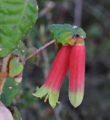 Correa reflexa reflexa