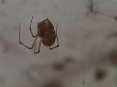 Parasteatoda tepidariorum