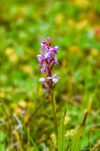 Gymnadenia conopsea observed 2026-08-28