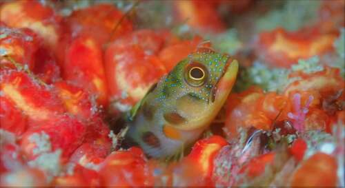 Tubícola mexicano (Acanthemblemaria macrospilus)