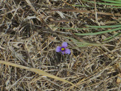 Sisyrinchium bellum observed 2026-10-02