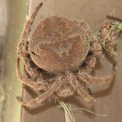 Araneus andrewsi