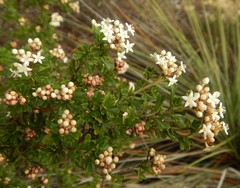 Pomaderris obcordata