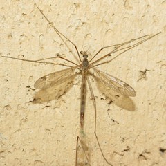 Tipula praecisa