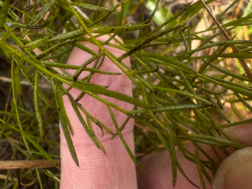 Krameria secundiflora, 2026-10-01