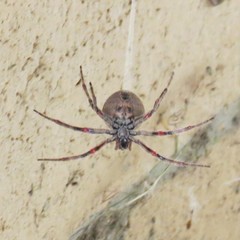 Araneus andrewsi
