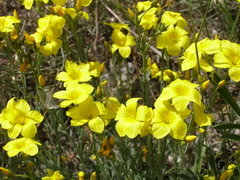Linum pallasianum