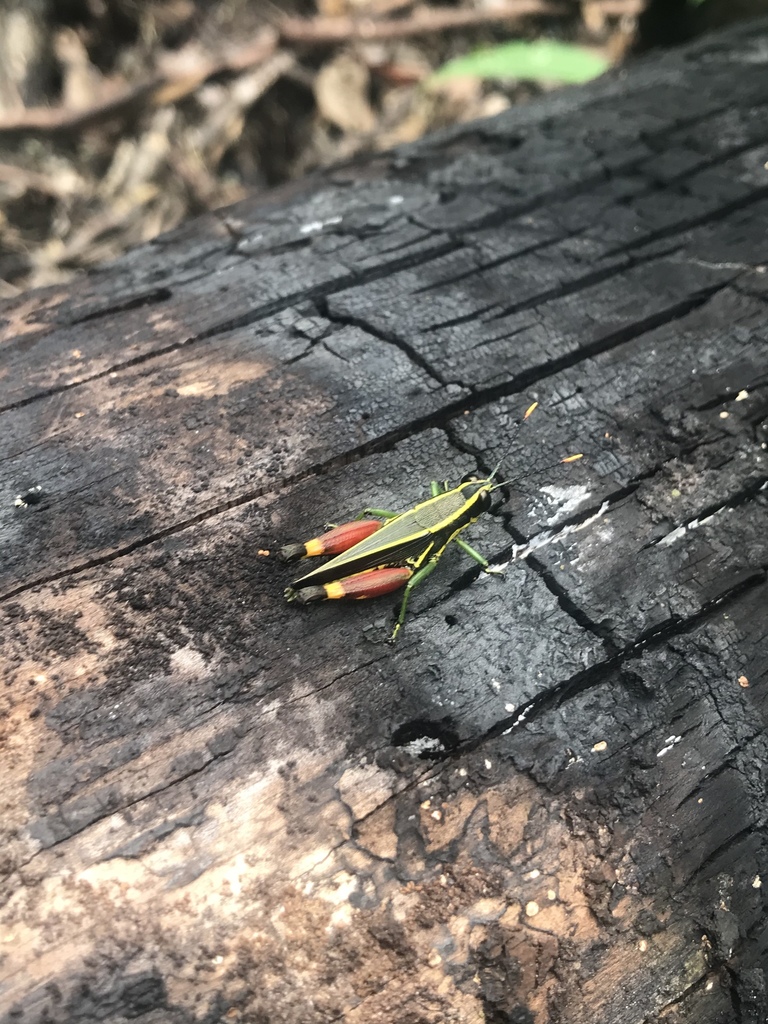 Traulia borneensis