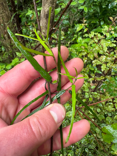 Parsonsia capsularis observed 2026-10-03