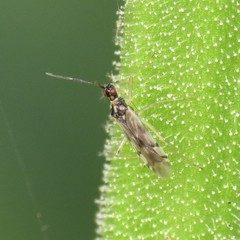 Dicyphus hesperus