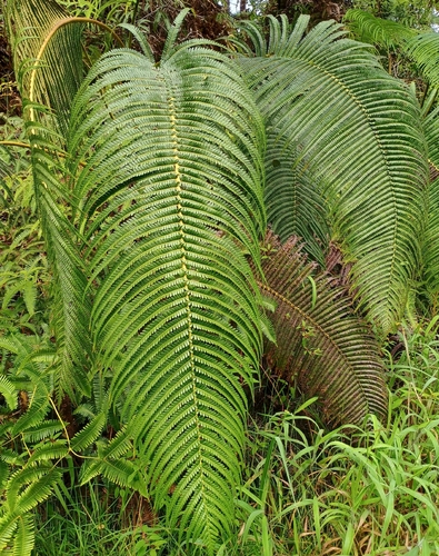 Sadleria cyatheoides observed 2026-10-02