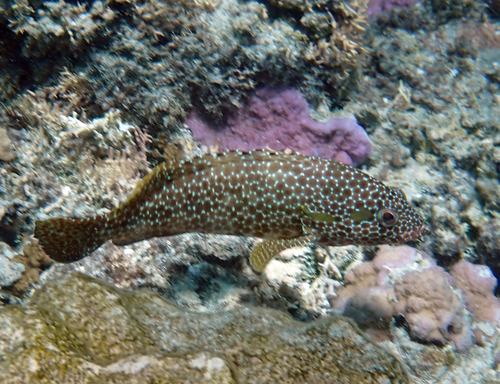 Epinephelus hexagonatus observed 2026-10-02