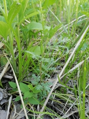 Artemisia tanacetifolia