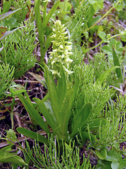 Platanthera convallariifolia