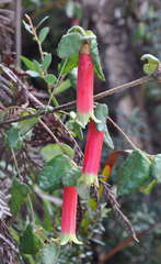 Correa reflexa reflexa