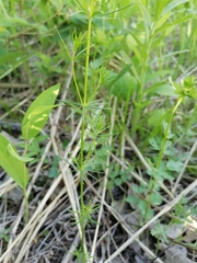 Artemisia tanacetifolia