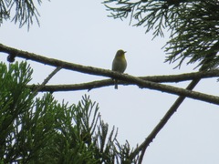 Zosterops japonicus