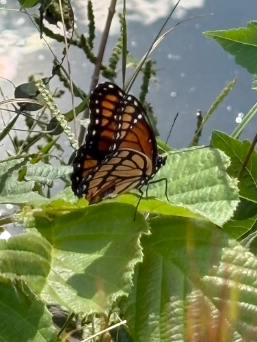 Viceroy