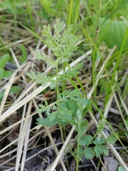 Artemisia tanacetifolia
