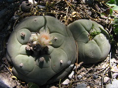 Lophophora diffusa