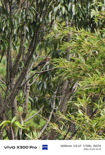 Eurasian Jay