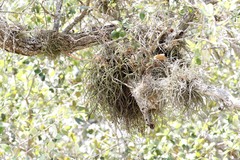 Tillandsia baileyi