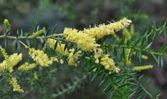 Acacia verticillata verticillata
