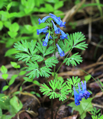Corydalis turtschaninovii